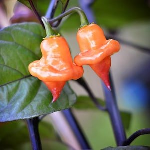 Ganzo Peach pepper seeds