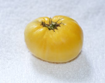 Semi African Queen pomodoro Bella bistecca, 40 semi