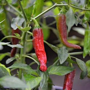 Dragon Roll pepper seeds