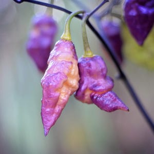 May include: Close-up of three purple and yellow chilli peppers hanging from a branch. The peppers have a wrinkled texture and are a vibrant shade of purple with hints of yellow.