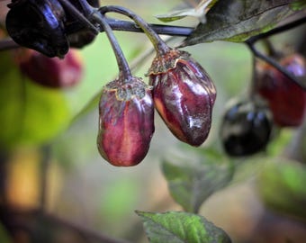 May include: Close-up of two deep purple peppers with a glossy sheen, hanging from a dark stem. The peppers have a textured surface and are surrounded by green foliage, creating a natural, organic aesthetic.