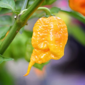 Yellow Carolina Reaper pepper seeds - 10 seed pack
