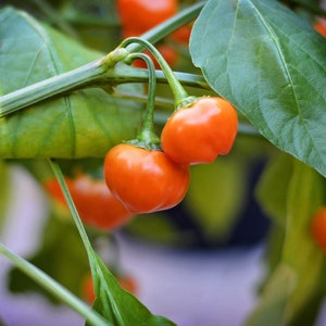 Ethiopian Pepper Tree X Sugar Rush Peach pepper seeds - pack of 10