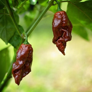 SBS Demon Chocolate pepper seeds