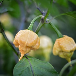Golden Reaper pepper seeds