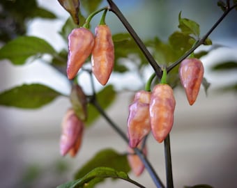 May include: Close-up of pink and white chili peppers growing on a plant. The peppers are long and thin, with a slightly curved shape.