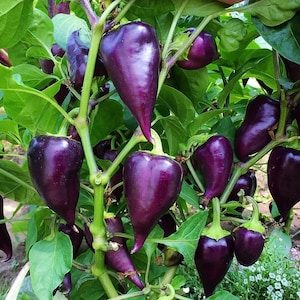 May include: A close-up of a purple pepper plant with many ripe peppers hanging from the branches. The peppers are a deep, rich purple color and have a smooth, glossy skin.