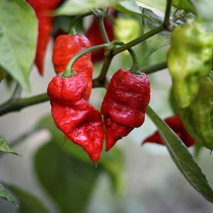 Puede incluir: Primer plano de una planta con varios chiles rojos y verdes. Los chiles son de color rojo y verde vibrantes, con una textura arrugada. Los chiles crecen en un tallo verde con hojas verdes.