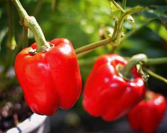 Semillas de pimiento rojo belleza