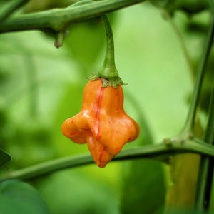 May include: A single orange bell pepper with red veins hanging from a green stem. The pepper is shaped like a bell and has a smooth, glossy surface.