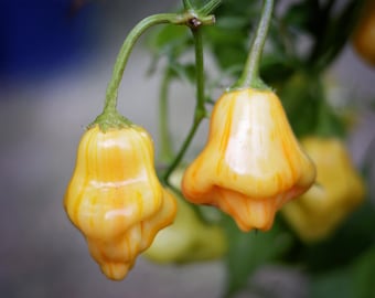 Aji Fantasy Stripey Pfefferkörner