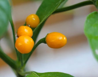 Aji Charapita pepper seeds