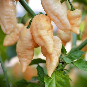 Peach Ghost pepper seeds