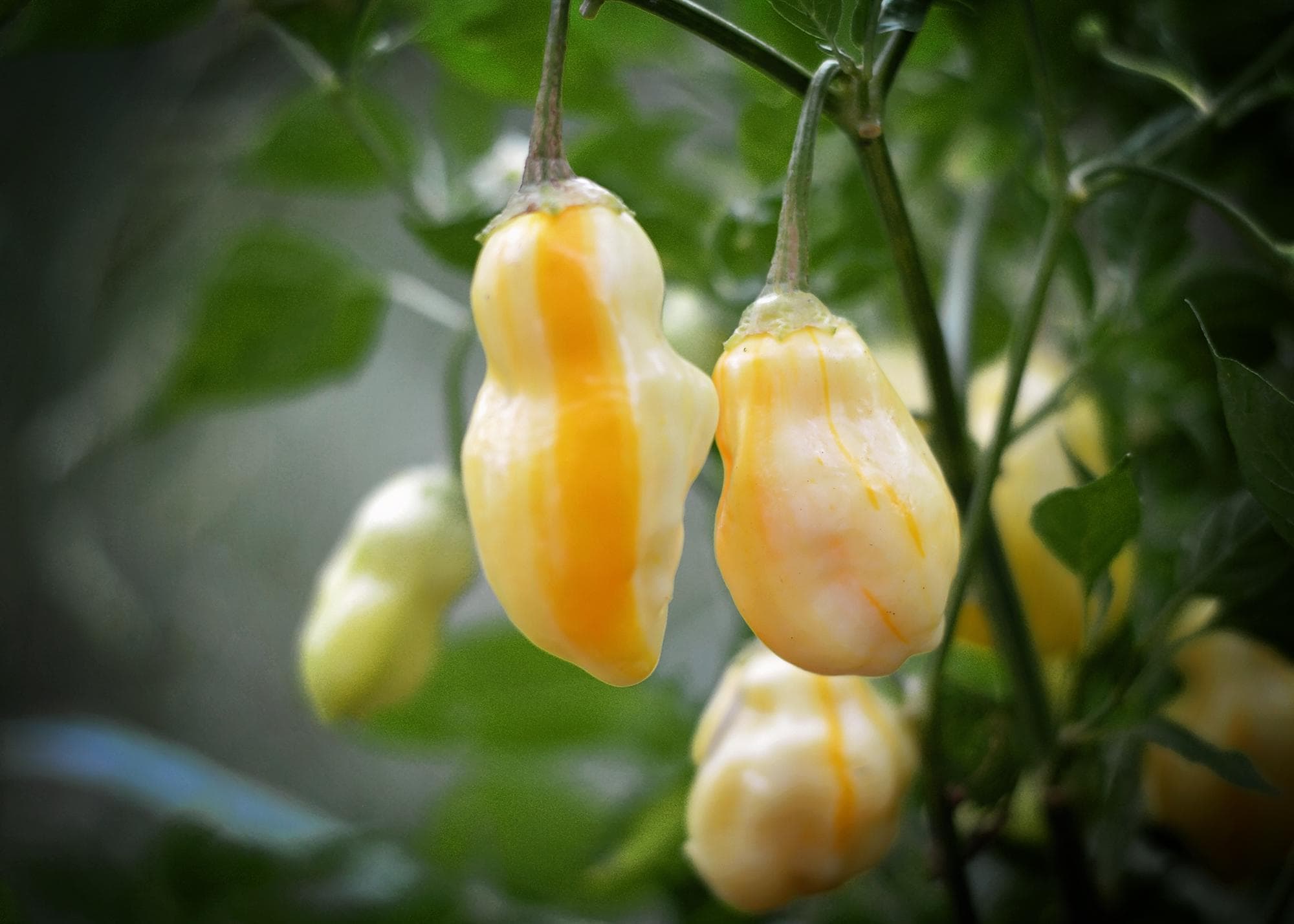 Shishito pepper plant - Etsy 日本