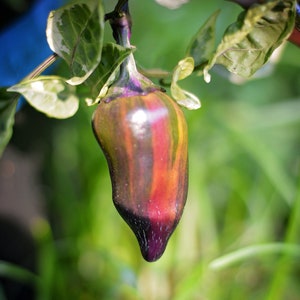 Tiger Jalapeno pepper seeds