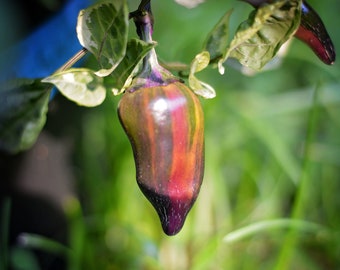 Tiger Jalapeno pepper seeds