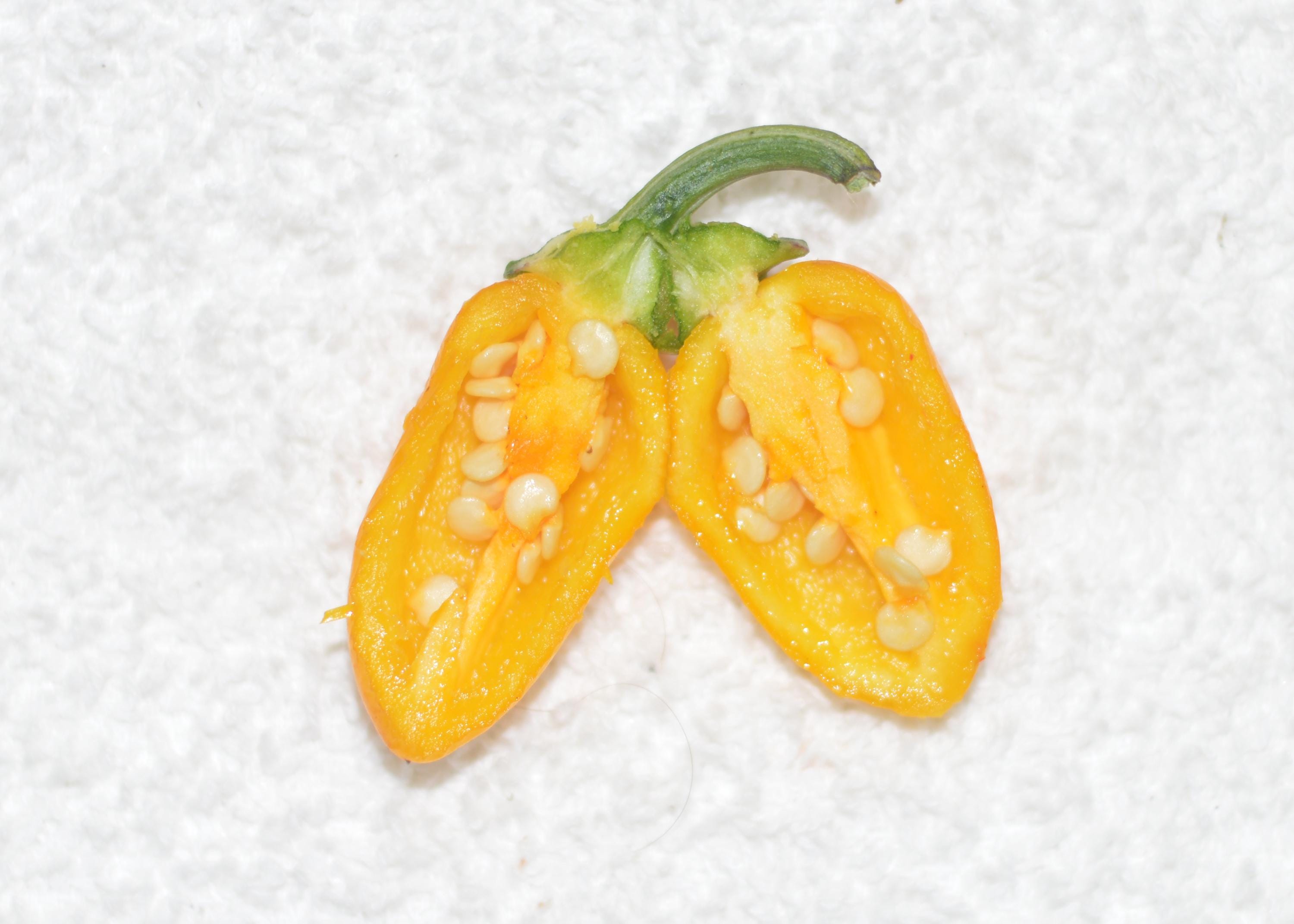 Jalapeno Orange X Jigsaw F4 Pepper Seeds - Etsy