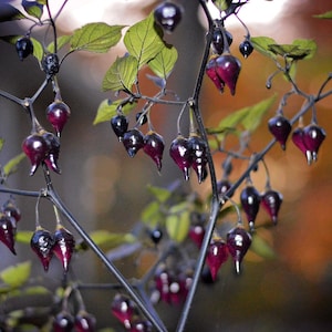 Biquinho Black pepper seeds