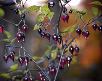 Biquinho Black pepper seeds