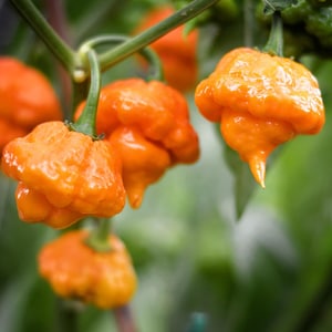Könnte beinhalten: Nahaufnahme von mehreren leuchtend orangefarbenen Habanero-Paprikaschoten, die an einer Pflanze hängen. Die Paprikaschoten haben eine unebene, faltige Textur.