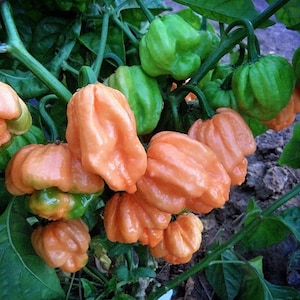 Bahamian Goat pepper seeds