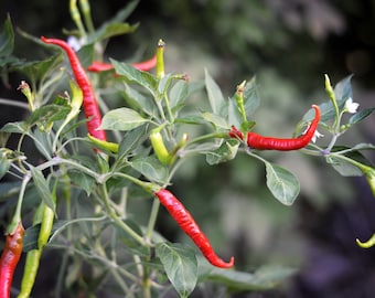 Thunder Jalapeno pepper seeds