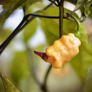 Reaper Sbagliato pepper seeds