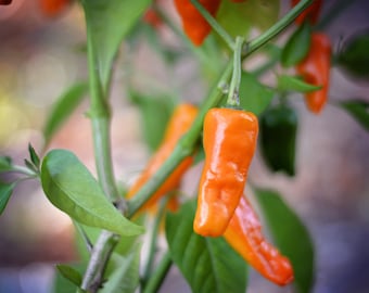 May include: Close-up of orange chili peppers growing on a green plant. The peppers are hanging from the branches and are surrounded by green leaves.