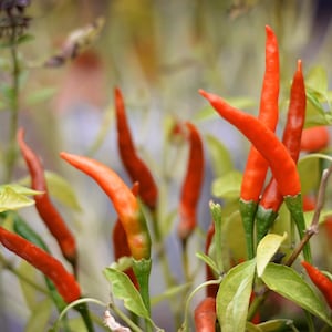 Orange Thai pepper seeds