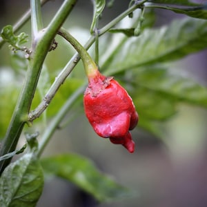 Może przedstawiać: Czerwona papryka chili rosnąca na zielonej roślinie. Papryka ma unikalny kształt i ostry czubek.