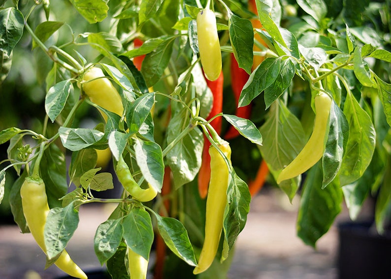 Hot Banana Pepper Seeds 10 Seed Pack Etsy