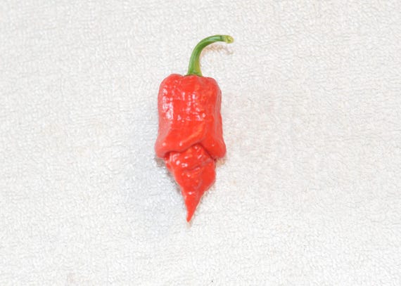 7 Pot Primo X Butch T Scorpion - Etsy