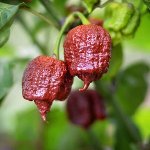 Defko pepper seeds