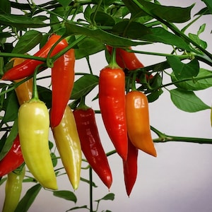 Semi di pepe Aji Crystal