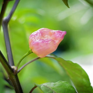 Purple Uprising Peach pepper seeds - pack of 10