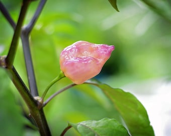 Purple Uprising Peach pepper seeds - pack of 10