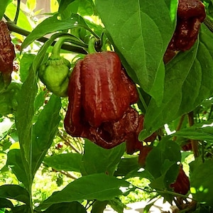 Könnte beinhalten: Nahaufnahme einer Pfefferpflanze mit mehreren dunkelroten Paprikaschoten. Die Paprikaschoten sind runzelig und haben eine einzigartige Form. Die Pflanze hat grüne Blätter.