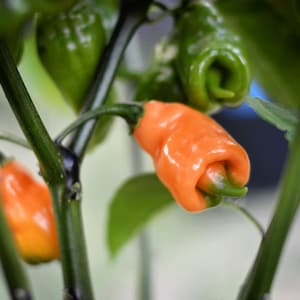 May include: Close-up of orange and green chili peppers growing on a plant. The peppers are attached to the plant by stems.