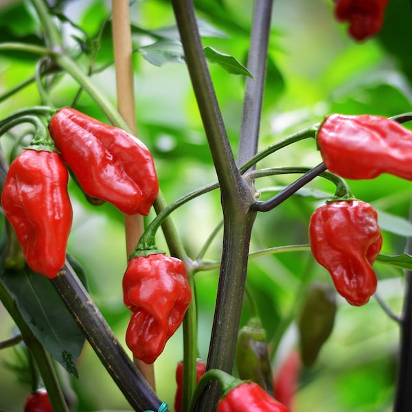 Flying Monkeys pepper seeds