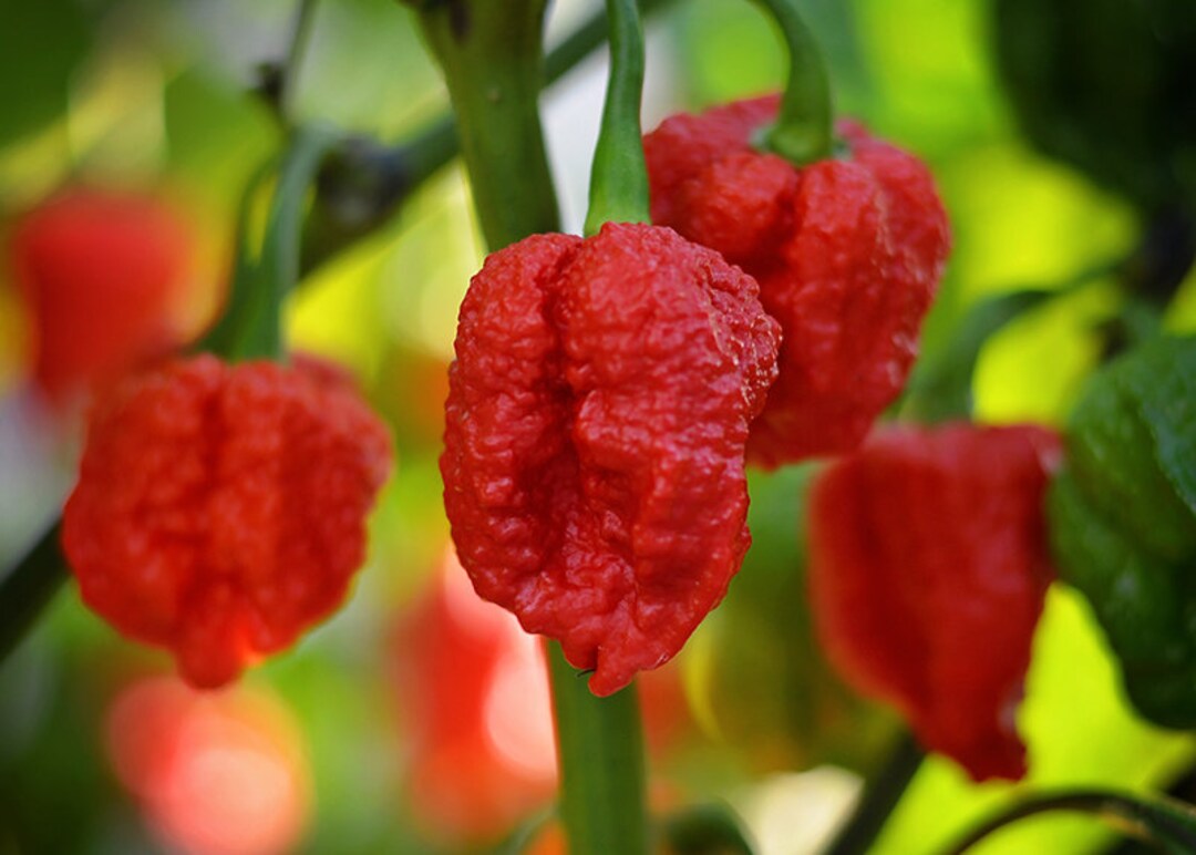 Genghis Khan Brain Pepper Seeds 10 Seed Pack Etsy