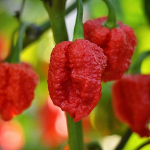Genghis Khan Brain pepper zaden - 10 zaden verpakking