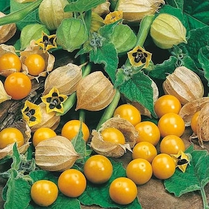 May include: Close-up of a group of golden yellow ground cherries, also known as husk cherries, surrounded by green leaves and brown husks. The fruit is arranged in a cluster, with some of the husks still attached.