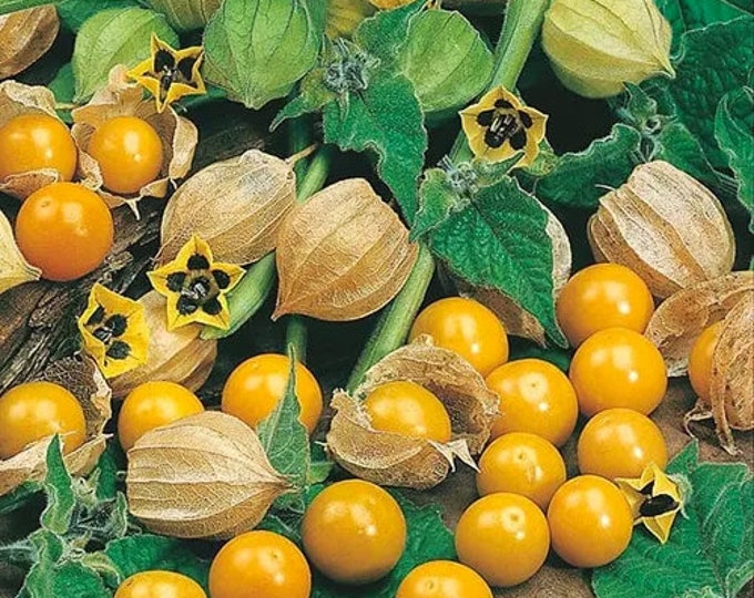 Golden Color Berries Stem Pack Of 50 main image 1