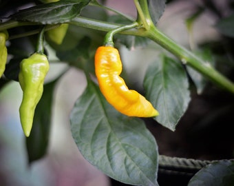 Madame Jennette pepper seeds - pack of 10