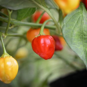 Może przedstawiać: Kiść żywych papryczek habanero zwisających z zielonej rośliny. Papryczki są na różnych etapach dojrzewania, prezentując jaskrawe czerwone, pomarańczowe i żółte kolory. Roślina posiada szerokie, teksturowane zielone liście oraz cienkie łodygi.