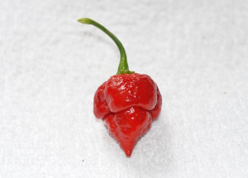 Armageddon Pepper Seeds Pack of 10 Etsy