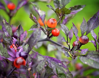 May include: Close-up of a plant with purple leaves and small, round, red and purple fruit. The leaves have a mix of purple and green hues, and the background is a soft green, creating a vibrant contrast.