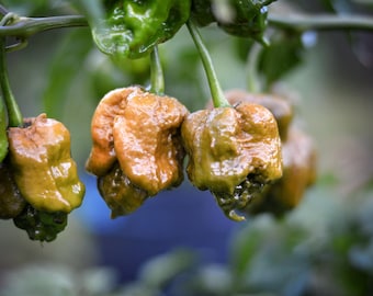 Amityville Mustard pepper seeds