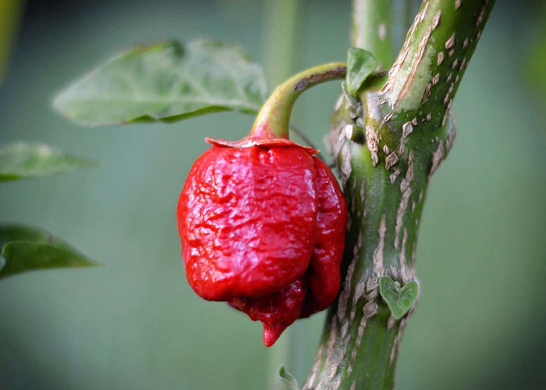 Bleeding Trinidad Scorpion Pepper 10 Seed Pack Etsy