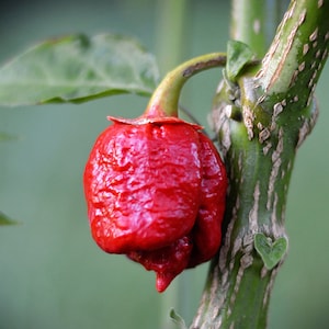 Bleeding Trinidad Scorpion pepper - 10 seed pack
